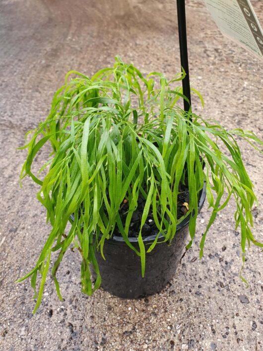 A Acacia 'Fettuccini' 6" Pot with long, slender green leaves, positioned on a concrete surface.