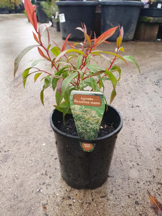 A potted Agonis 'Willow Myrtle' Dwarf 6" Pot plant with a label, displaying red-tipped green leaves, placed on a wet path.