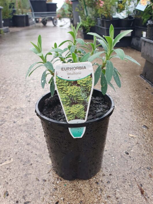 A potted Euphorbia 'Wulfenii' 6" Pot in a nursery with wet ground around, hinting at recent rainfall.