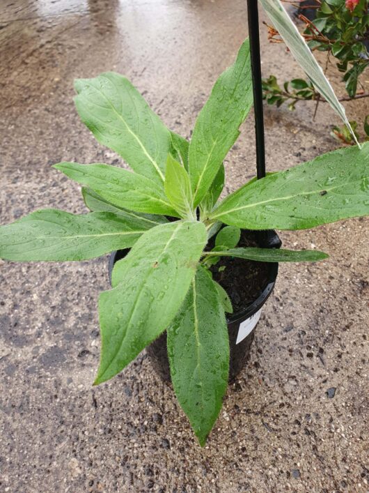 A Echium 'Pride Of Madeira' 6'' pot containing a Pride of Madeira plant with long green leaves, covered in raindrops, sits on a wet concrete surface.