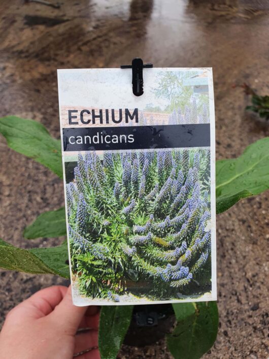 A hand holding a plant identification tag for Echium 'Pride Of Madeira' 6'' Pot, with a photo of the plant featuring clusters of blue flowers and green leaves.