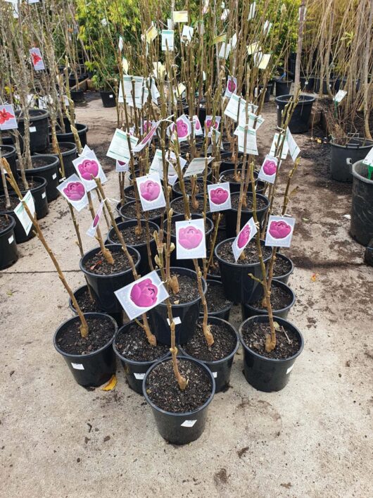 Potted rose bushes and Magnolia 'Black Tulip' (PBR) 10" Pot plants lined up in a nursery, each tagged with a pink label depicting their respective blooms, against a background of assorted plants.