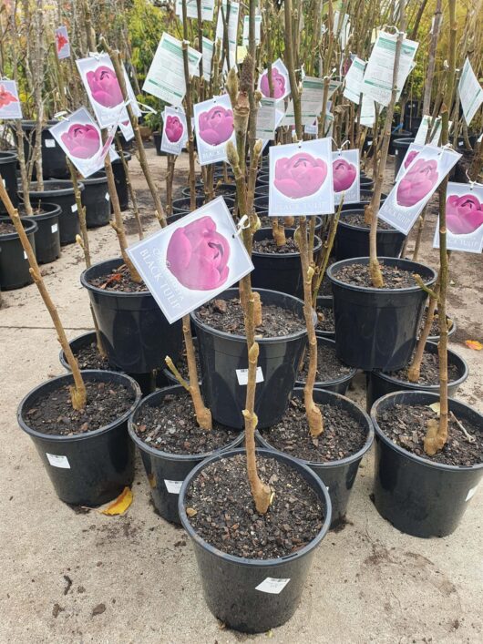Sentence with product name: Young Magnolia 'Black Tulip' (PBR) bushes in black 10" pots, labeled with pink tags showing a rose image and care information, displayed in an outdoor nursery.