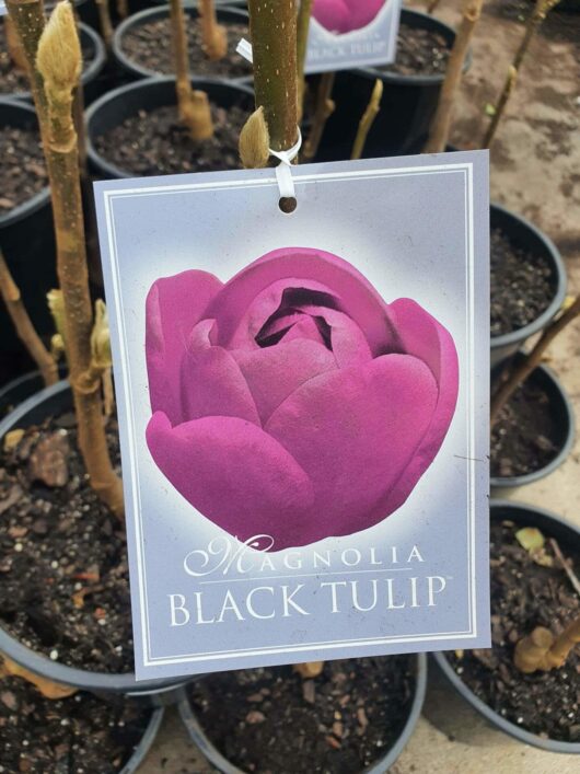 Sentence with product name: Label displaying "Magnolia 'Black Tulip' (PBR)" with a close-up image of a vibrant pink magnolia flower, hanging on a 10" pot in a nursery.