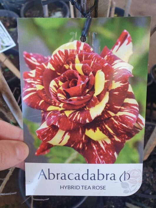 A hand holds a tag displaying the vibrant red and yellow striped Rose 'Abracadabra' with the text "Rose 'Abracadabra'" elegantly printed on it.