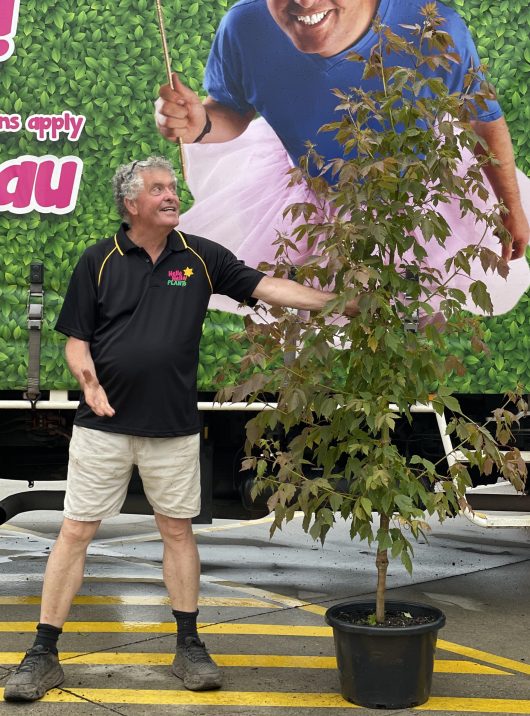 A man standing next to an Acer 'Sensation' Maple 16" Pot.