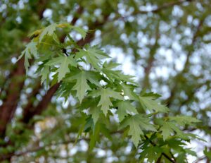 Close-up of green Acer 'Silver' Japanese Maple leaves in focus with a softly blurred tree background.