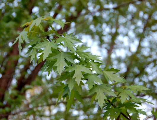 Close-up of green Acer 'Silver' Japanese Maple leaves in focus with a softly blurred tree background.