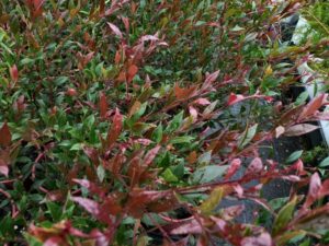 Close-up of wet, multicolored Acmena 'Ruby Tips' Lilly Pilly leaves after rainfall, highlighting vibrant red and green hues with visible droplets on surfaces.