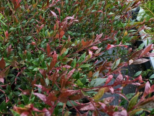 Close-up of wet, multicolored Acmena 'Ruby Tips' Lilly Pilly leaves after rainfall, highlighting vibrant red and green hues with visible droplets on surfaces.