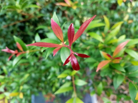 Acmena 'Ruby Tips' Lilly Pilly features red and green leaves on the plant, with a focus on a sprouting red leaf cluster in sharp detail against a softly blurred green background.