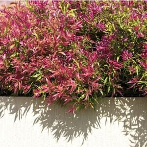 Bright pink and green foliage of Agonis 'Willow Myrtle' Dwarf 6" Pot plants growing over a white ledge, casting shadow patterns on a sunny day.
