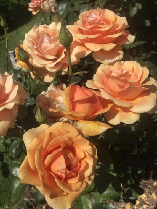 A cluster of vibrant Rose 'Ashram' roses blossoming on a sunny day, with green foliage in the background.