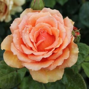 Close-up of a dew-kissed Rose 'Ashram' in bloom, featuring delicate petals and a young bud in the background.