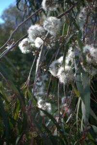 Close-up of white fluffy Corymbia 'Baby Citro™' Gum seed heads among green foliage, with sunlight filtering through in the background.