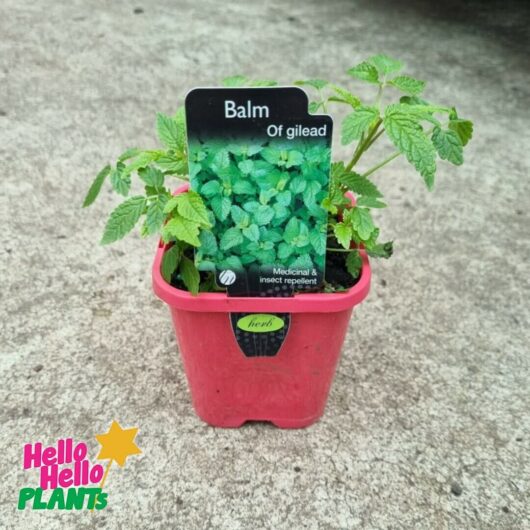 Balm of Gilead 4" Pot