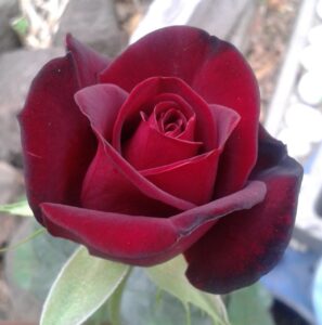 A close-up photo of a Rose 'Black Madonna' 2ft Standard in bloom, with visible soft petals and a blurred background.