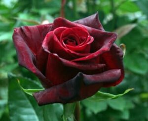 A close-up of a deep red Rose 'Black Magic' with velvety petals, set against a blurred green leafy background.