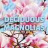 Pink deciduous magnolia blossoms against a blue sky with fluffy white clouds, overlaid with the text "Deciduous Magnolias.