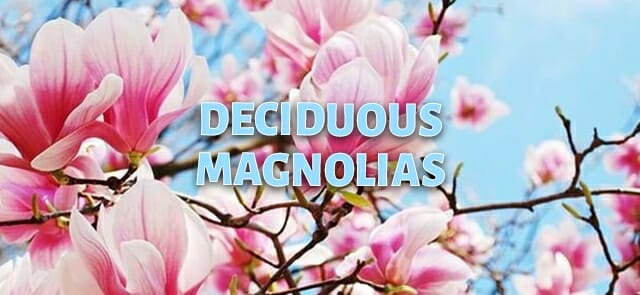 Pink deciduous magnolia blossoms against a blue sky with fluffy white clouds, overlaid with the text "Deciduous Magnolias.
