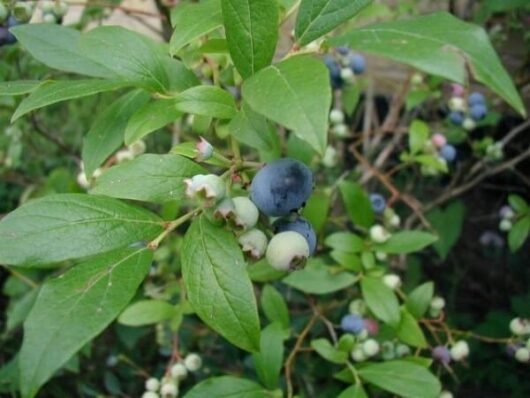 Close-up of a Vaccinium 'Blue Rose' blueberry bush with a mix of ripe blue and unripe green berries among green leaves in a Vaccinium 'Blue Rose' Blueberry 6" Pot.