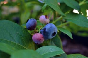 Vaccinium 'Blue Rose' Blueberry 6" Pot fruits at various stages of ripeness hanging on a branch surrounded by green leaves.