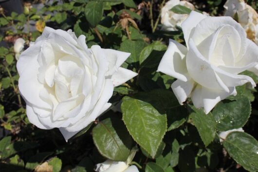 Two White Rose 'Brilliance' 3ft Standard with green leaves, one fully bloomed and another slightly closed, in bright sunlight.