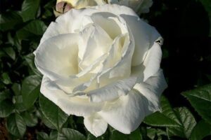 Close-up of a white Rose 'Brilliance' 3ft Standard in bloom with soft petals and green leaves in the background.