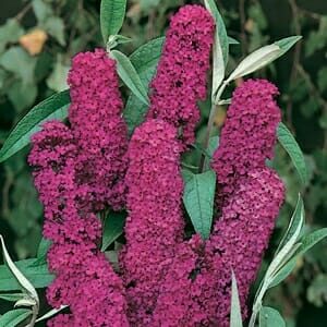 Vibrant pink Buddleja 'Royal Red' 6" Pot butterfly bush flowers in full bloom, surrounded by green leaves.