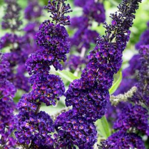 Close-up of vibrant purple Buddleja 'Black Knight' 4" Pot flowers in bloom.
