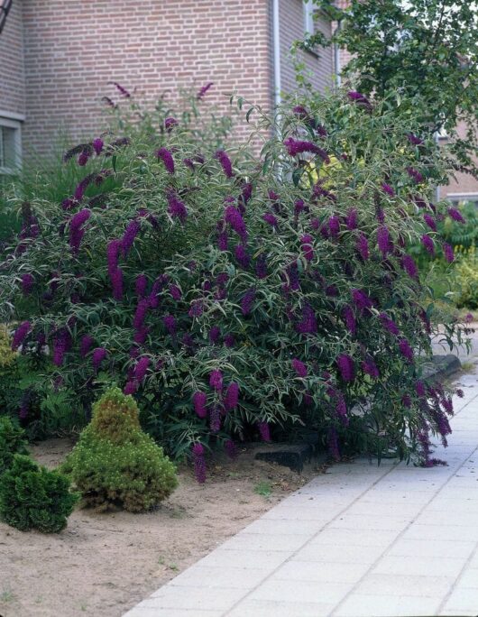 A lush garden featuring vibrant Buddleja 'Black Knight' 4" Pot flowers and green shrubs beside a brick building and paved walkway.