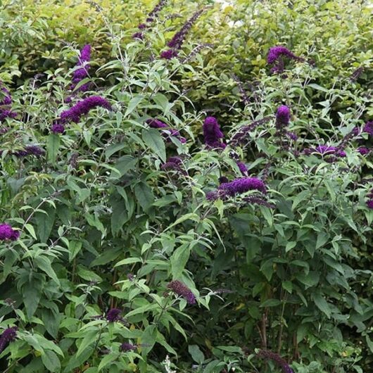 A dense cluster of tall green shrubs with vibrant purple flowers, possibly Buddleja 'Black Knight' 4" Pot, in a lush garden setting.