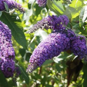 Close-up of vibrant purple Buddleja 'Joan' 4" Pot butterfly bush flowers in full bloom, highlighted by sunlight, with green leaves in the background.