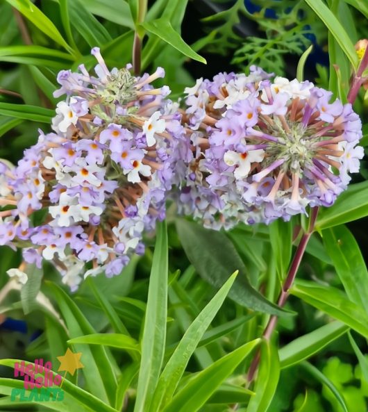 A Buddleja 'Joan' 4" pot is filled with light purple flowers featuring small orange centers, complemented by lush green leaves.