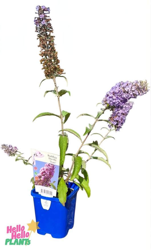 The Buddleja 'Joan' in a 4" blue pot, featuring an elegant label, brings nature's beauty to any space.