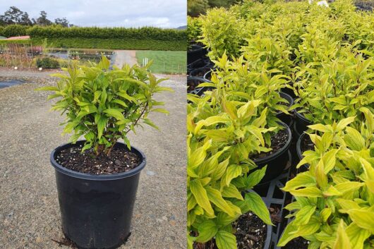 Two images of potted plants in a garden center. The left image shows a close-up of a single Cornus 'Dwarf Dogwood' 8" Pot, and the right image displays several similar Dwarf Dogwoods arranged in rows.