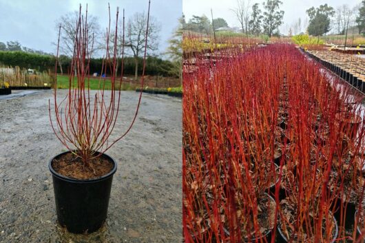 Cornus 'Dwarf Dogwood' 8" Pot