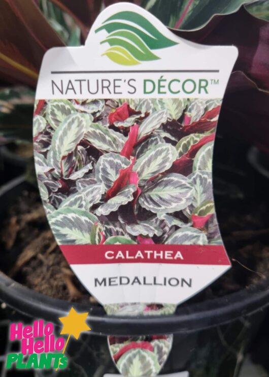 Calathea Medallion