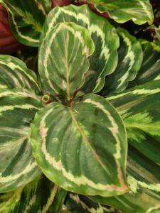 Calathea Medallion Leaf