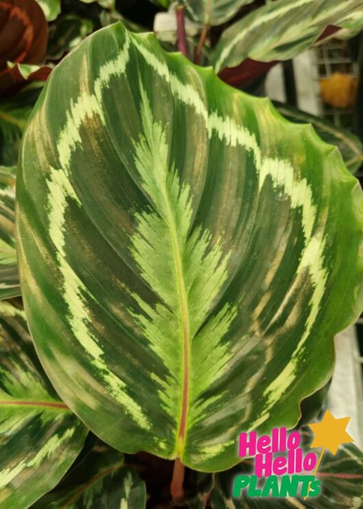 Calathea Medallion Leaf Foliage