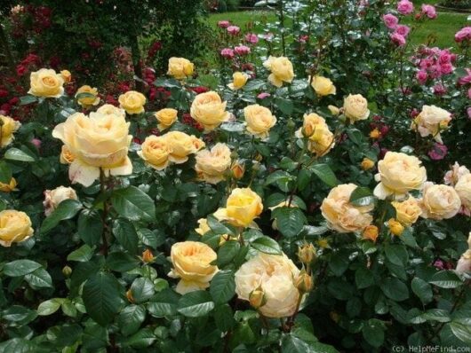 A vibrant garden filled with blooming yellow Rose 'Candlelight' Bush Form and pink roses surrounded by lush greenery.
