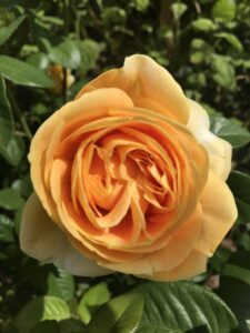 Close-up of a vibrant yellow Rose 'Candlelight' Bush Form with multiple petals, surrounded by green leaves.