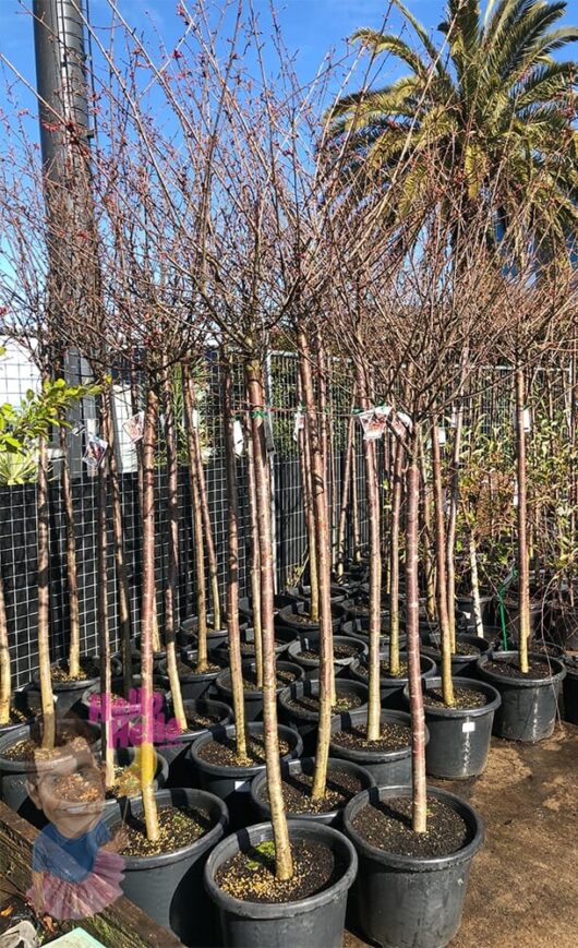 Rows of Prunus 'Okame flowering Cherry' (Standard) 16" Pot with bare branches, including flowering Cherry Prunus 'Okame', are arranged in a garden center on a sunny day. Palm trees are visible in the background.