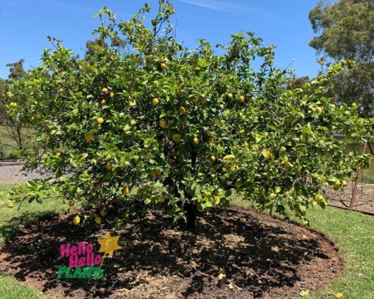 Citrus 'Eureka' Lemon Tree