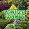 Text reading 'Conifer Garden' over an image of a lush garden with various types of colorful and densely planted conifer trees.