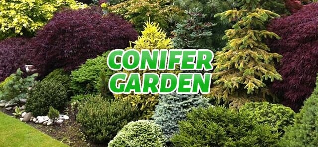 Text reading 'Conifer Garden' over an image of a lush garden with various types of colorful and densely planted conifer trees.