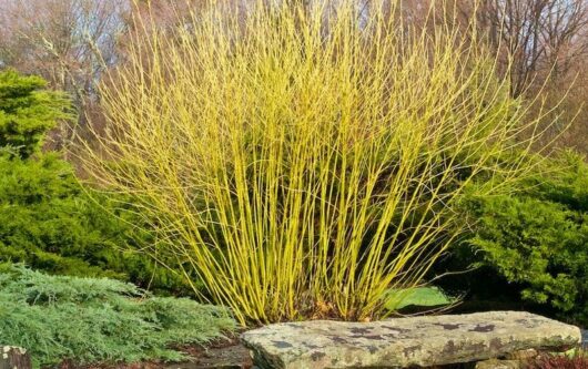 A Cornus 'Yellow Stem Dogwood' 8" Pot with bright yellow stems grows amidst green shrubbery and trees, anchored gracefully near a stone bench in the foreground.