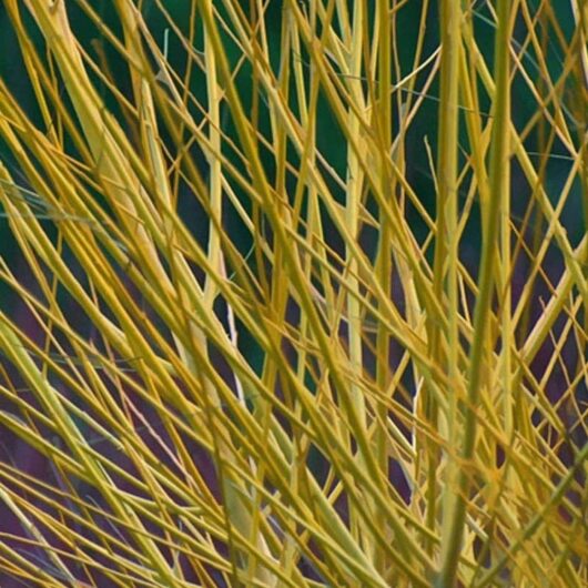 Close-up of numerous intertwined Cornus 'Yellow Stem Dogwood' 8" Pot branches with a blurred green and purple background, showcasing the elegant beauty of Cornus.