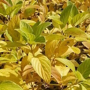 Close-up of green and yellow leaves on a Cornus 'Yellow Stem Dogwood' 8" Pot.