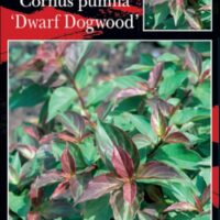 Image of a plant label for Cornus 'Red Stem Dogwood' 8" Pot from Nishiki Nursery, showcasing green and red leaves with a small inset for closer detail. This stunning Cornus, also known as Red Stem Dogwood, is available in an 8" pot.